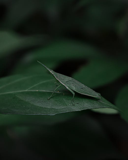 A close-up image of a green grasshopper perched on a broad, smooth dark green leaf. The grasshopper has a slender body, long antennae, and delicate legs, blending into the lush foliage. The leaf is sl