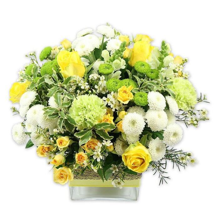 A lush dome of cheerful flowers, artfully arranged in a rectangular, low clear glass vase, fills the frame against a spotless white backdrop, allowing every nuance of colour and texture to be clearly seen. The central stars of the design are rich yellow roses, their velvety petals spiralling outward in layered rosettes, surrounded by sprays of smaller yellow roses that tuck into the gaps and create a feeling of abundant warmth. Around and between them, rounded heads of white pompom chrysanthemums cluster like soft snowballs, contributing a gentle contrast that keeps the yellow tones bright but balanced. Pockets of lime green button chrysanthemums are nestled throughout, their small, globe-shaped blooms adding a modern, playful touch, while larger, frilled pale green flowers-reminiscent of ruffled carnations or decorative green mums-introduce extra volume and a soft, cushiony texture. The arrangement is lush with greenery, including dark, glossy leaves and eye-catching variegated foliage edged in creamy white, which frames the brighter blooms and gives the design structure. Tiny white filler flowers, such as waxflower or gypsophila, are scattered delicately, bringing lightness and intricate detail. Around the middle of the vase, a band of rustic, woven material-perhaps raffia or jute-is wrapped tightly, overlaid with a pale yellow or lime-green ribbon tied neatly to echo the bouquet's colour story. This arrangement feels joyful yet sophisticated, like something you might place on a dining table in a New Barnet townhouse or send as a congratulatory gift to a new home near Victoria Park. It captures the essence of spring and early summer, conveying happiness, vitality, and thoughtful care in every bloom.