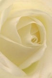 Immersed in the heart of a cream-white rose, this image draws you into a haven of softness and light-each petal unfolding in a spiral reminiscent of gentle waves lapping at the banks of New Barnet's Oak Hill Park. The bloom's velvety, almost dew-kissed texture suggests the subtle coolness of a spring morning, while the interplay of luminous cream and delicate shadow shapes whispers of peace and reflection. There's drama in the deepest folds, yet never a trace of harshness-just the serene elegance that defines the purest gesture of admiration or sympathy. This vision is the embodiment of New Barnet Florist's commitment to meaningful design, recognising the power a single rose holds to convey unspoken comfort or celebration. The fragrance is imagined as soft, clean, and reassuring-lingering in the air like cherished memories. From this vantage, you are witness not only to the bloom's exquisite detail, but also to the tender intention behind every floral selection made for the moments that matter most in our New Barnet community.